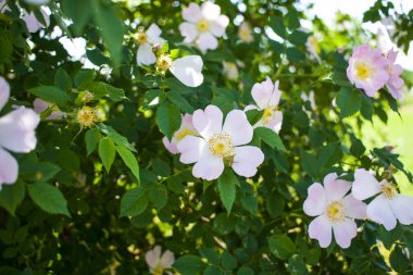Yeşil yaprakları bir arka plan üzerinde güzel çiçek çiçek açan gül