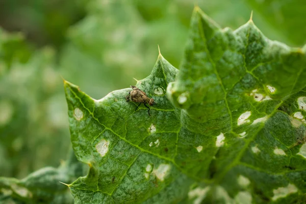 An insect on a green leaf. The life of an insect. A plant called a burdock