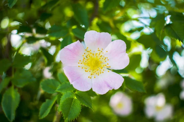 Schöne Blume Blühende Hüften Gartenpflanze — Stockfoto