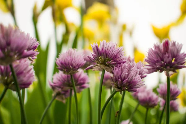 Прекрасні Садові Квіти Красиві Клуби Краса Земної Кори — стокове фото