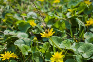 Güzel yemyeşil çiçek böcek yakın çekim ile. Böcek bir çiçek üzerinde. Kır çiçeği bir oturma böceği ile