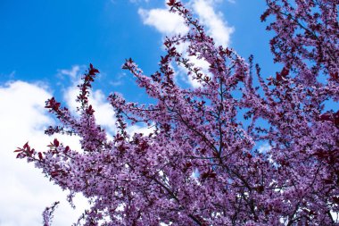 bulutlu bir mavi gökyüzü karşı yeni gelişen ağaç 