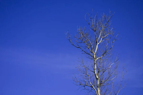 蓝天映衬着桦树枝条 — 图库照片
