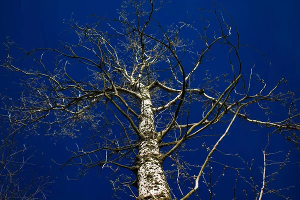 Abedul Fondo Del Cielo — Foto de Stock