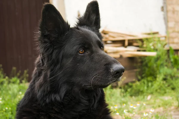 Siyah Güzellik Alman Çoban Köpeği Adam Hayvanlar Arasından Iyi Arkadaşım — Stok fotoğraf