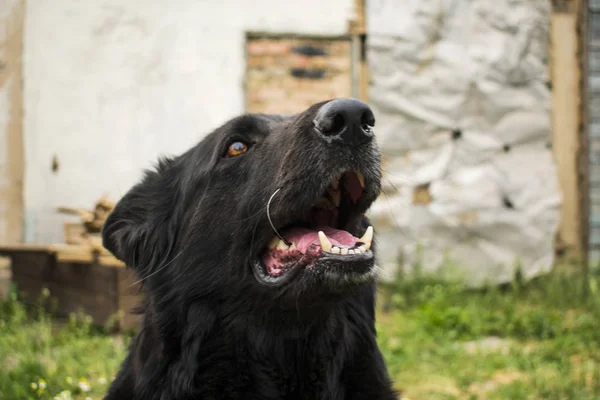 Black Beauty German Shepherd Mejor Amigo Del Hombre Entre Los —  Fotos de Stock