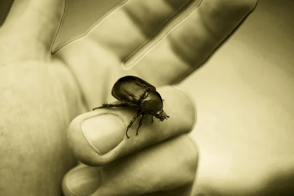 Escarabajo Insecto Negro Caminando Sobre Una Palma Mano Con Fondo — Foto de Stock