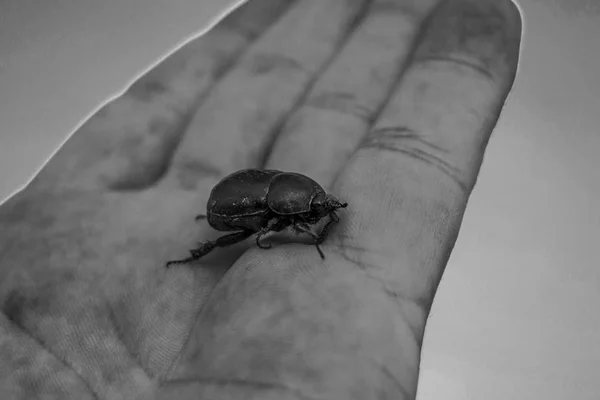 黑虫甲虫走在手掌与自然背景 — 图库照片