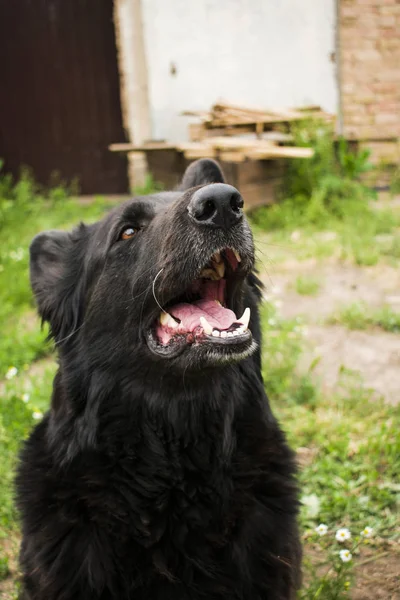 Black Beauty German Shepherd Best Friend Man Animals — Stock Photo, Image