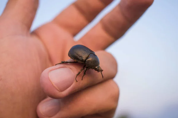 Coccinelle Noir Marchant Sur Une Paume Des Mains Avec Fond — Photo