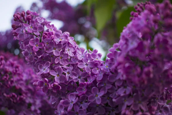 Branch Blossoming Lilac — Stock Photo, Image