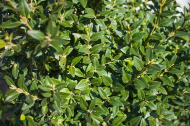 çalılar şimşir yakın çekim