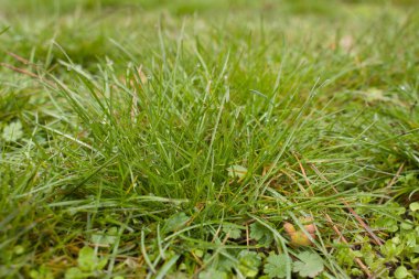 Ormanda yeşil çimenler