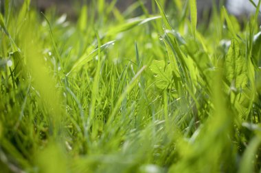 güneş ışığı altında parkta yeşil çimen