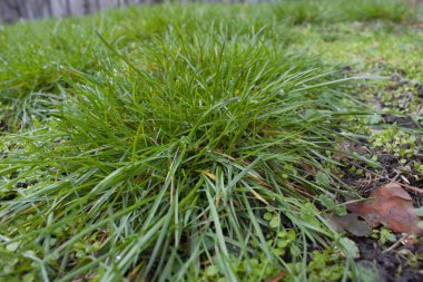 Parkta yeşil çimenler