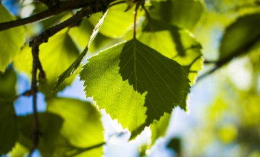 yeşil yaprakları ile güneş