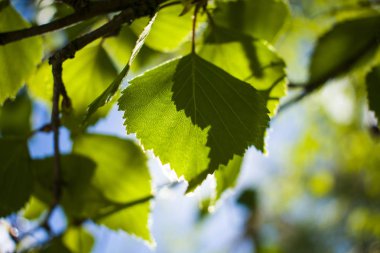 yeşil yaprakları ile güneş