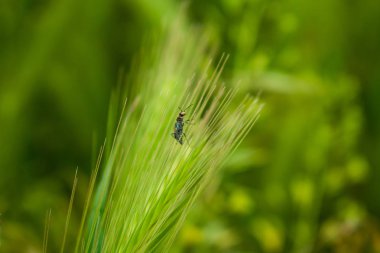 Böcek kulak buğday üzerinde. Bir böceğin hayatı. Genç buğday