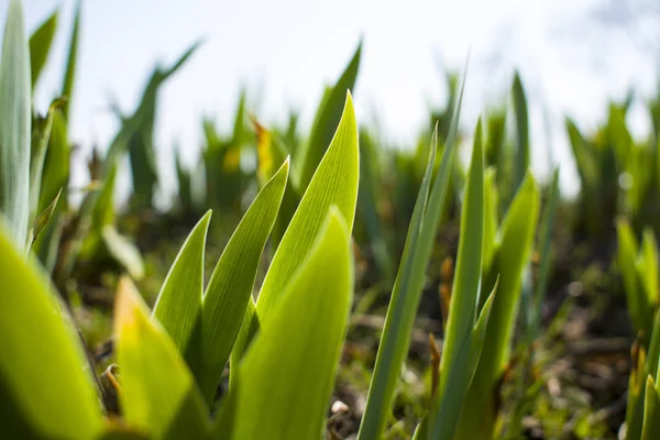 Zöld Tulip Elhagyja Fényes Nap — Stock Fotó