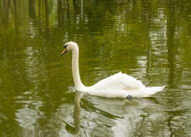 Yalnız Kuğu Gölü
