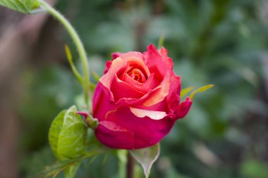 Güzel güller arka plan. Seçici odak planlama. Güzel güneşli akşam