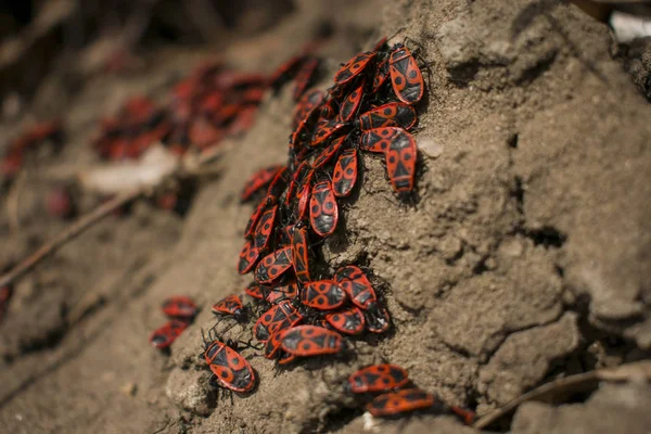 Muchos Escarabajos Soldados Cerca — Foto de Stock