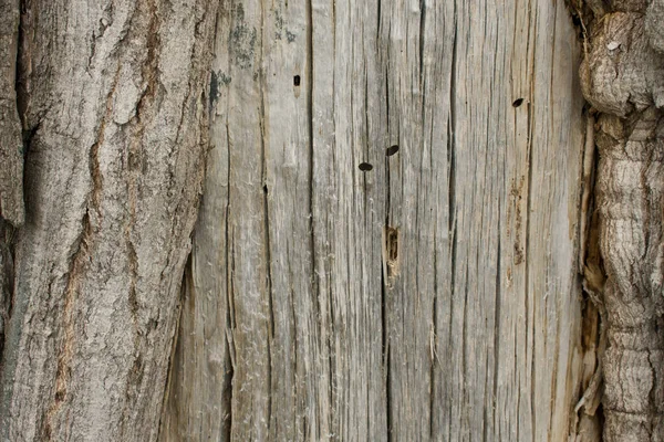 木の樹皮は日によってクローズ アップ — ストック写真