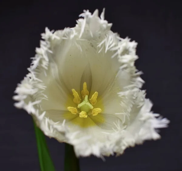 Schneeweiße Zarte Blume — Stockfoto