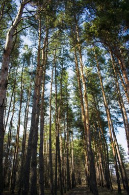 ormanda kürek ağaçlar yolda