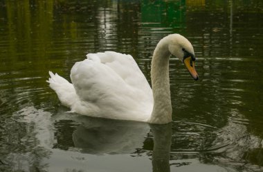 Beyaz Kuğu Gölü parkta