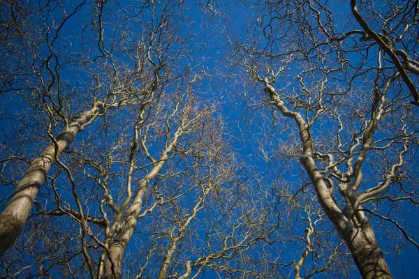 Ramos Torcidos Contra Céu Azul — Fotografia de Stock