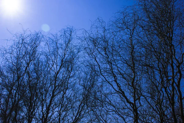 Alberi Contorti Con Cielo Azzurro Raggi Sole — Foto Stock
