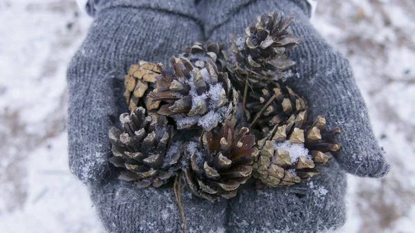겨울의 소나무 — 스톡 사진