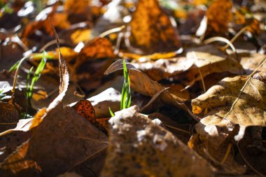 Sonbaharın güzel sararmış yapraklar