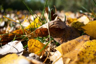 Sonbaharın güzel sararmış yapraklar
