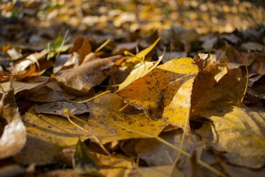 Sonbaharın güzel sararmış yapraklar