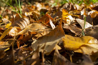 Sonbaharın güzel sararmış yapraklar