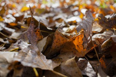 Sonbaharın güzel sararmış yapraklar