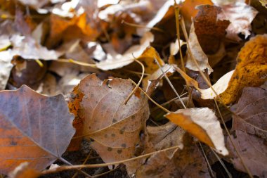 Sonbaharın güzel sararmış yapraklar