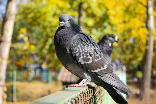 フェンスの上の鳩 — ストック写真