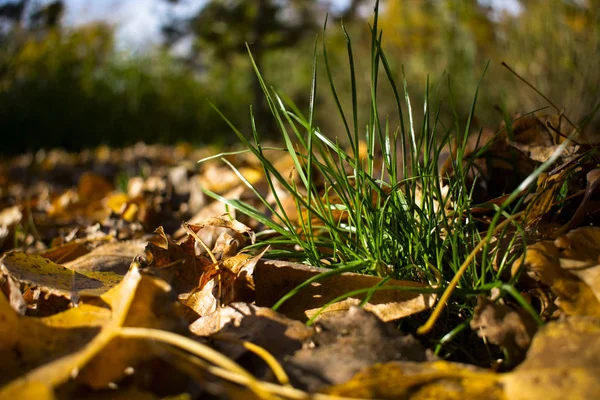 Belles Feuilles Jaunies Automne — Photo