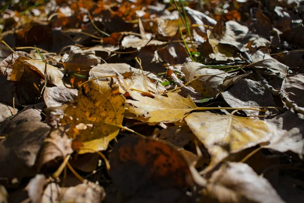 Belas Folhas Amareladas Outono — Fotografia de Stock