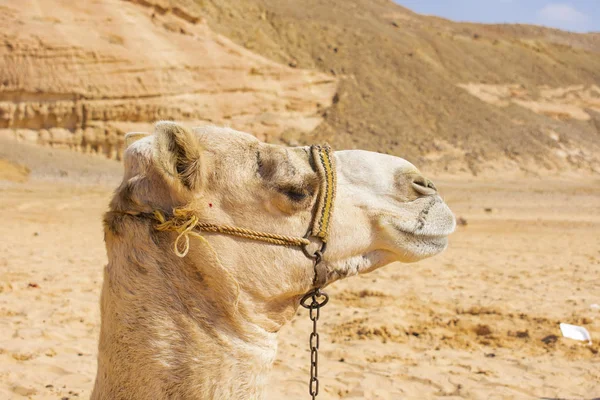 Starke Zuverlässige Kamele Ägypten — Stockfoto