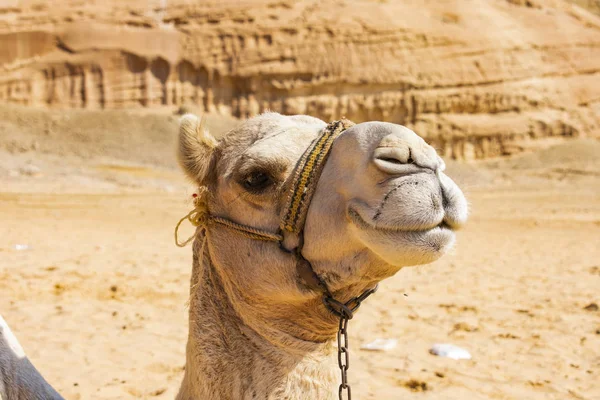 Starke Zuverlässige Kamele Ägypten — Stockfoto