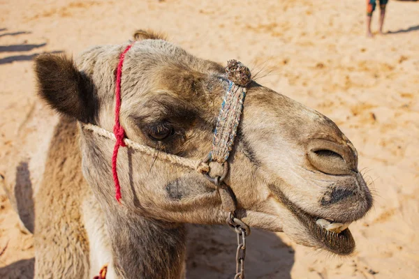 Starke Zuverlässige Kamele Ägypten — Stockfoto