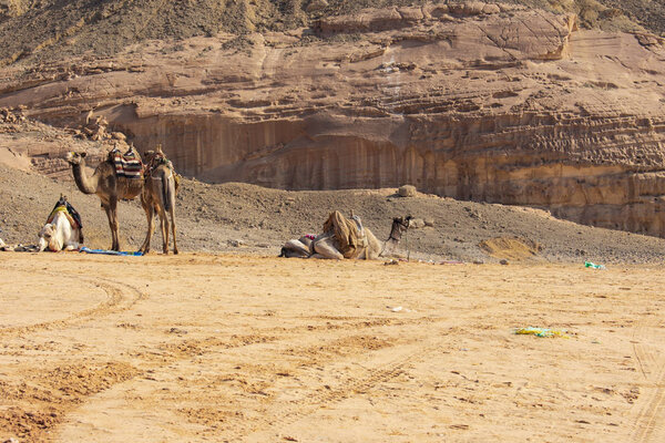 Strong reliable camels in Egypt