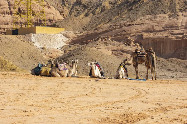 Starke Zuverlässige Kamele Ägypten — Stockfoto