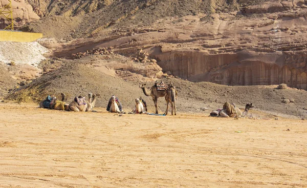 Starke Zuverlässige Kamele Ägypten — Stockfoto