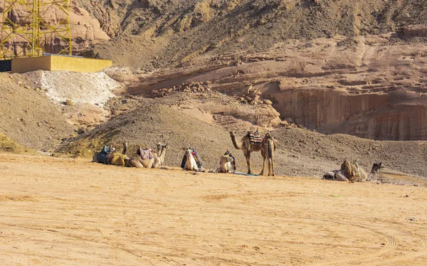 Sterke Betrouwbare Kamelen Egypte — Stockfoto