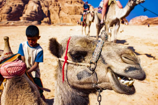 エジプトの強い信頼性の高いラクダ — ストック写真